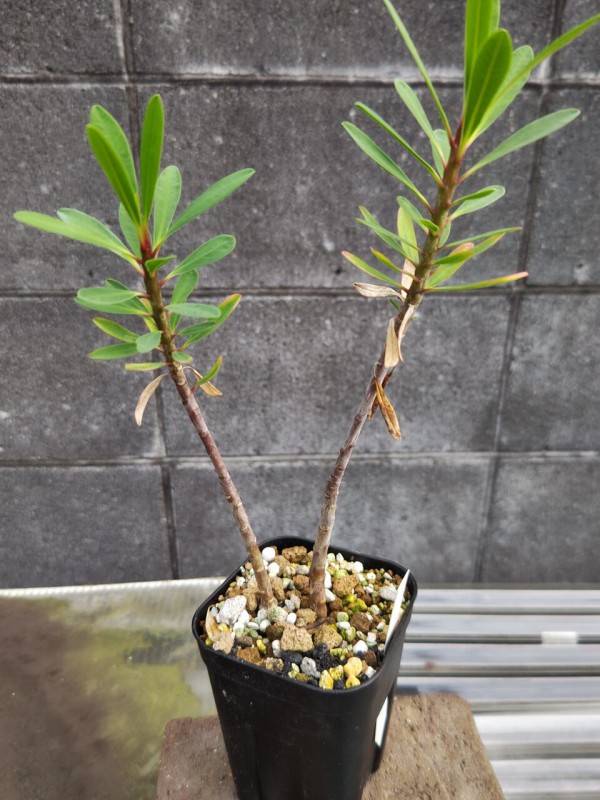 ナ368 「多肉植物】ユーフォルビア クレメルシー【斑入り・発