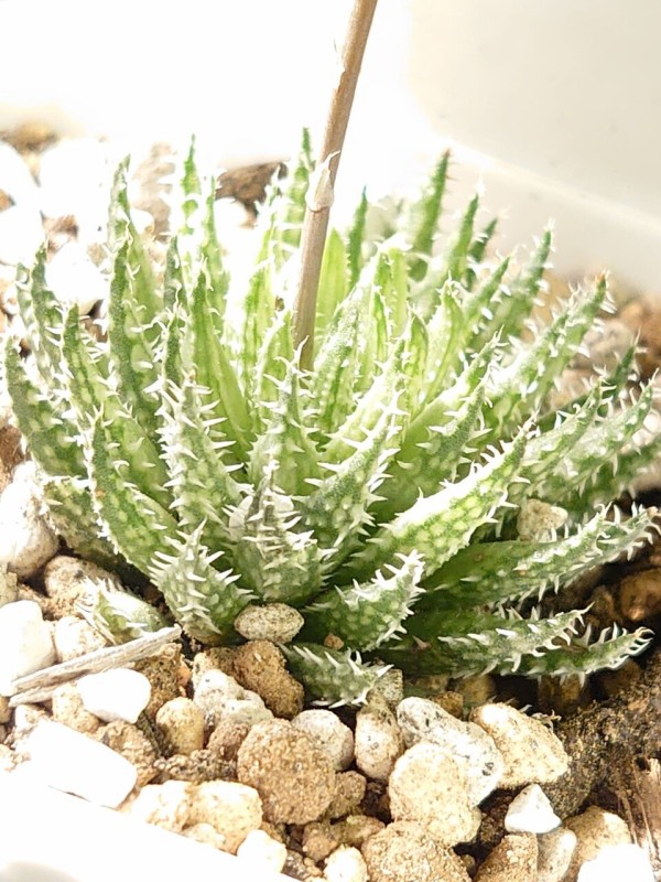 ハオルチア・アロエ Jyo_ji アロエ・ハオルチアの分類①(2014) : ユーフォルビア・オベサ・ドットコム