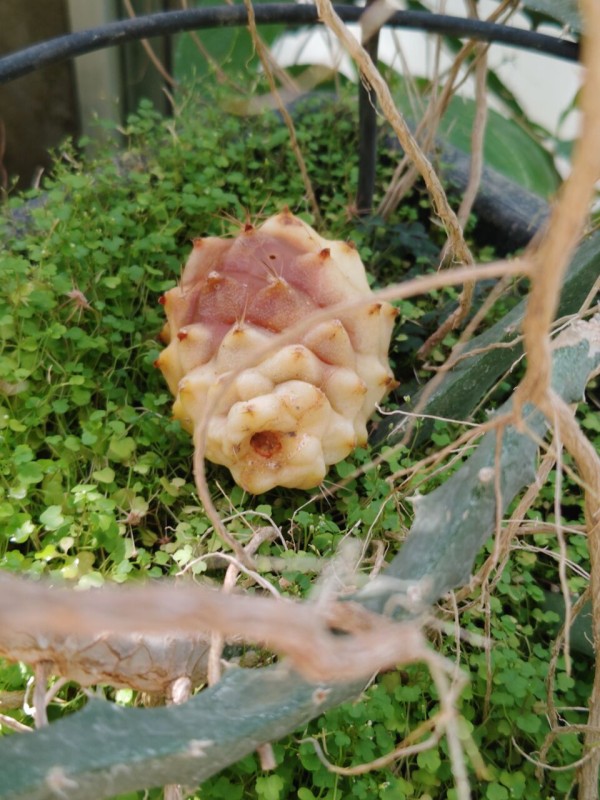 東京薬科大学薬用植物園へ⑧(2025年9月) : ユーフォルビア・オベサ