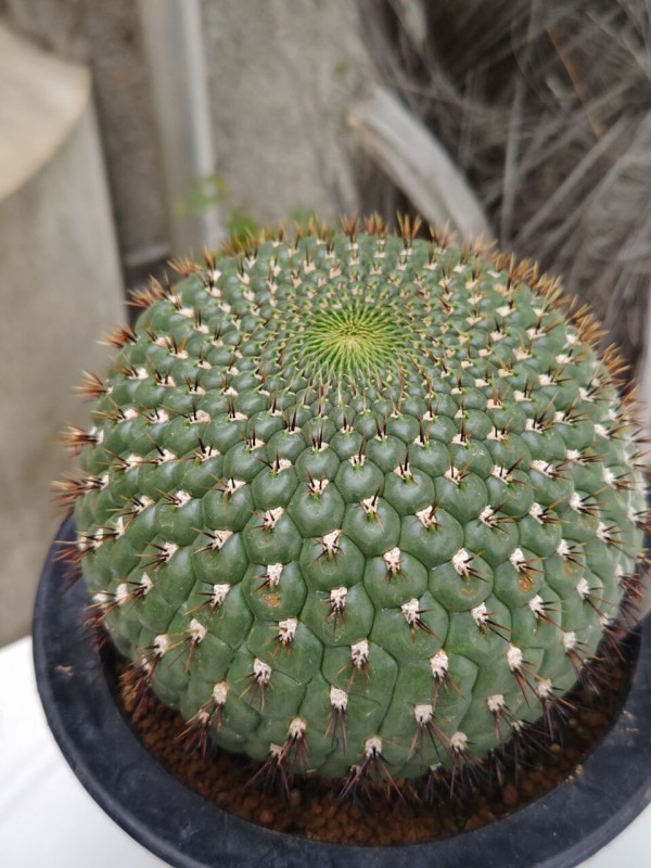 JSS・サボテン・多肉植物展へ⑤(2025年10月16日) : ユーフォルビア