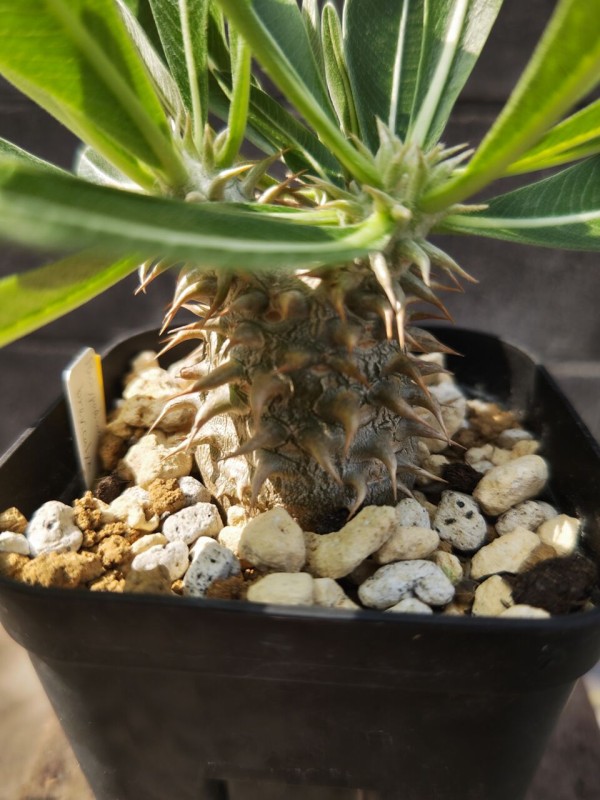 ユーフォルビア　カンダレンシス　多肉植物　サボテン　パキポディウム ユーフォルビア カンダレンシス 多肉植物 サボテン パキポディウム