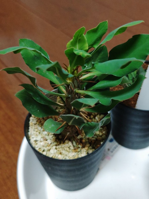 鶴仙園リニューアルオープン！(2025年9月21日) : ユーフォルビア