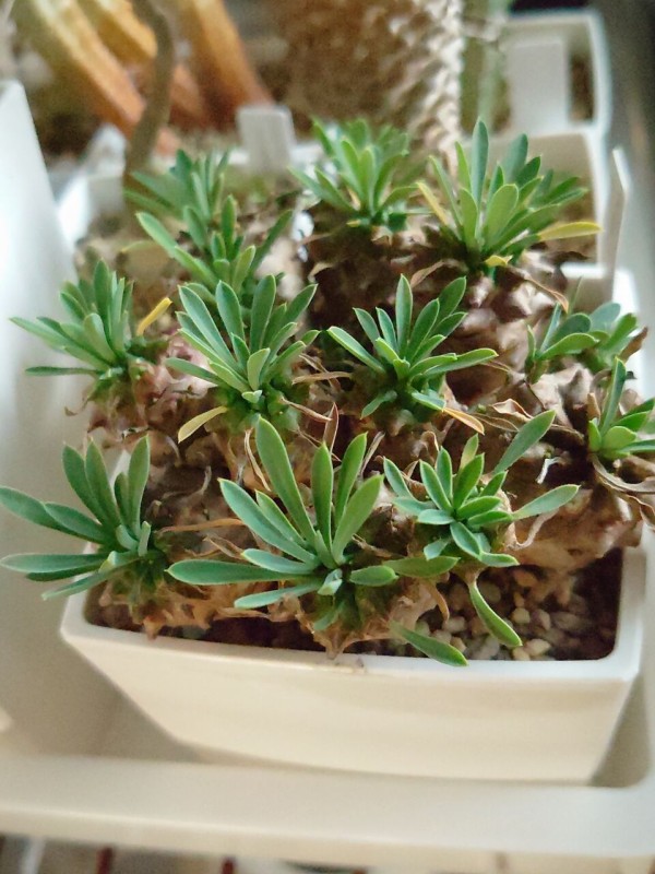 無限増殖する峨眉山 : ユーフォルビア・オベサ・ドットコム