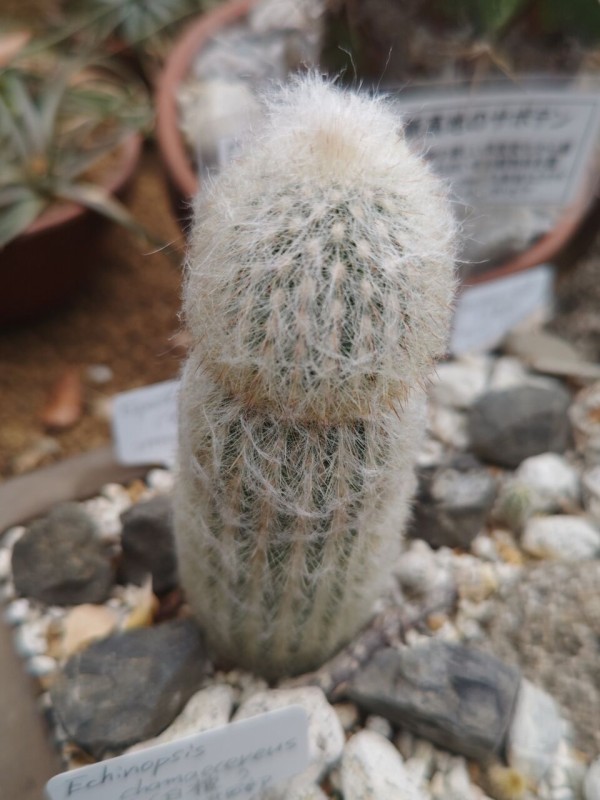 サボテンページ 最新のサボテン科の分類③(2025) : ユーフォルビア・オベサ