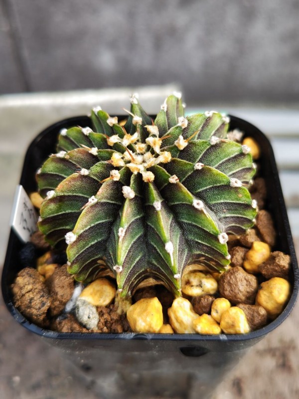 4月入荷 オテロイ 種子 2000粒 チタノタ アガベ 4月入荷 オテロイ 種子