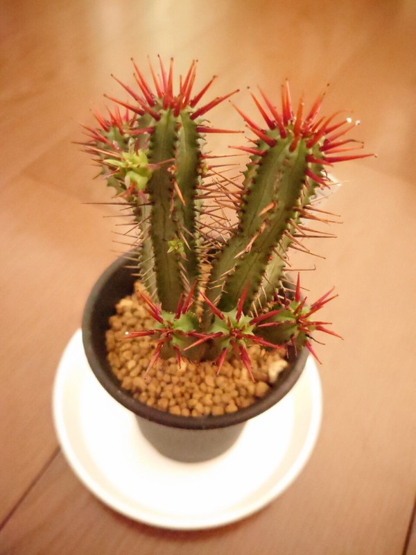 クラビゲラ 発根済 M11 ユーフォルビア 塊根植物 多肉植物 コーデック