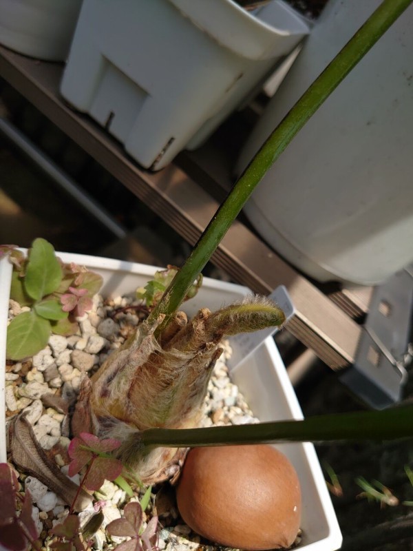 最大のソテツ、Dioon spinulosumのフラッシュ : ユーフォルビア