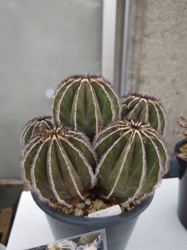 JSS・サボテン・多肉植物展へ③(2025年10月16日) : ユーフォルビア