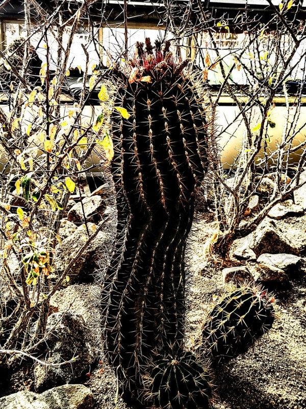 サボテンページ 最新のサボテン科の分類③(2025) : ユーフォルビア・オベサ