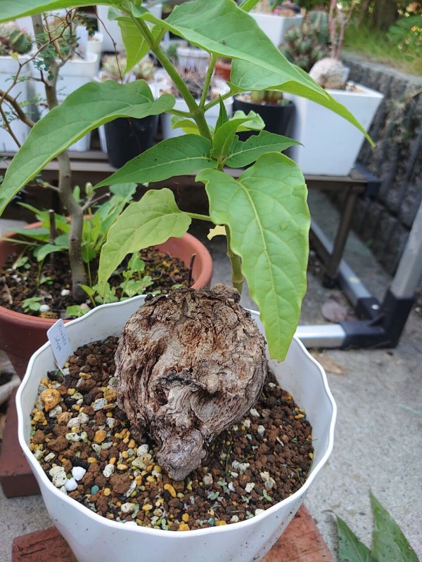 謎のコーデックス、ミラビリス・ヤラパ : ユーフォルビア・オベサ