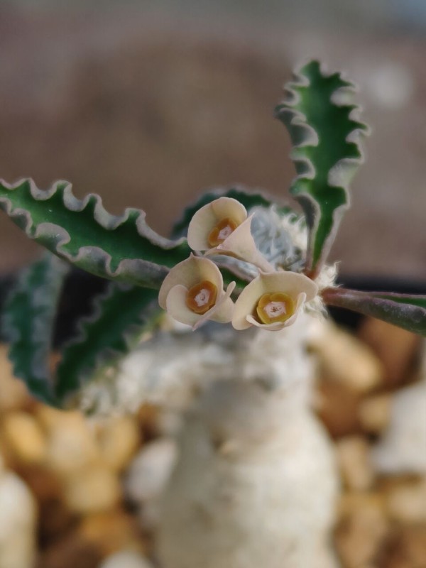 本日の多肉植物146(2025年9月12日) : ユーフォルビア・オベサ