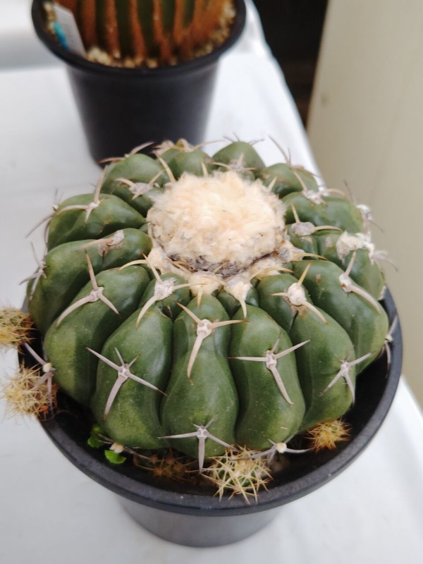 サボテン J JSS・サボテン・多肉植物展へ⑤(2025年10月16日) : ユーフォルビア