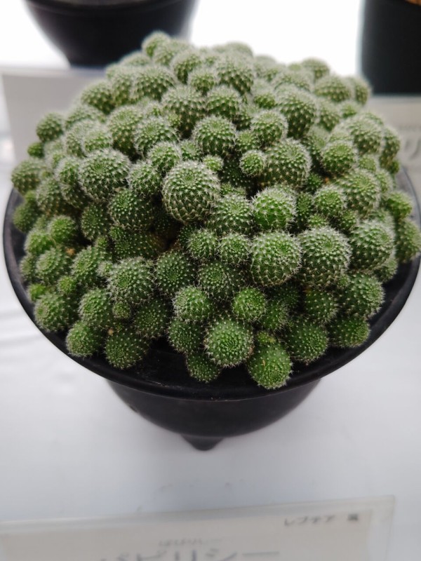 JSS・サボテン・多肉植物展へ⑤(2025年10月16日) : ユーフォルビア