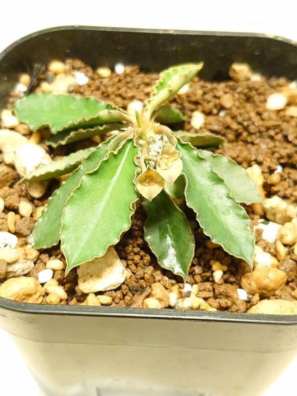 Euphorbia moratiiに花が咲いた : ユーフォルビア・オベサ