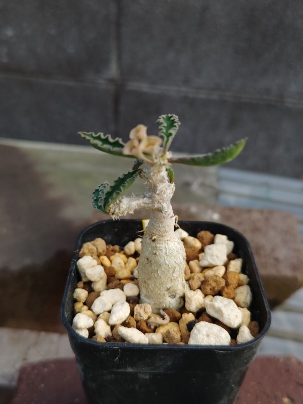 ハドラマウチカ 種子×10 2025/8月採取 ハドラマウチカ 種子×10 2025/6月採取 🌱 発芽戦線異常アリ