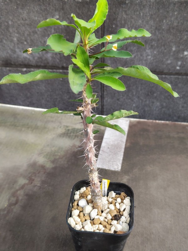 残少！　クレメルシー　ユーフォルビア　国内実生　多肉植物　塊根植物　cites1 残少！ クレメルシー ユーフォルビア 国内実生 多肉植物 塊根