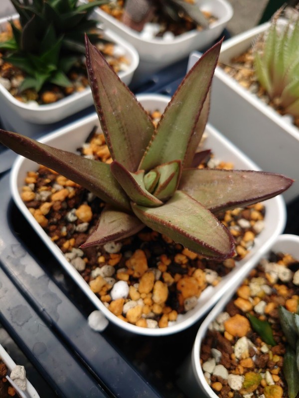 アストロロバ ハリー 大株 アストロロバ ハリー 大株 アストロロバ