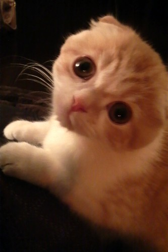 猫かぶる猫 まんまるイヴ