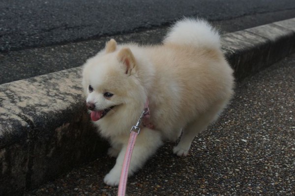 保護犬あさひの日々 もうエアコンはいらない 毎日が日曜 晴耕雨読な日々