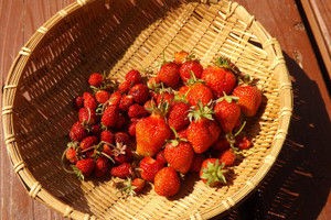 ほったらかしイチゴの収穫 毎日が日曜 晴耕雨読な日々