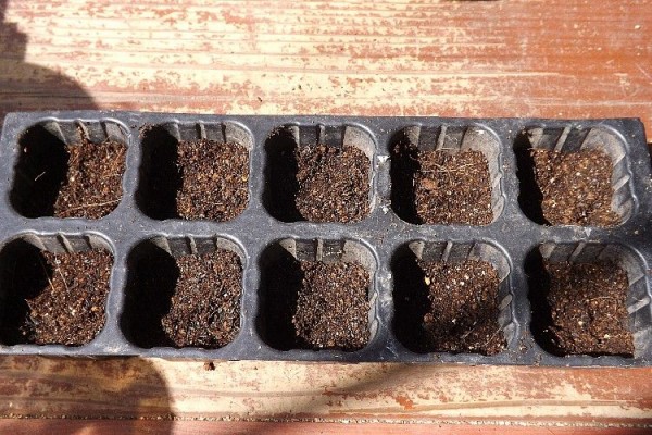 インゲンマメの播種から定植まで その1 毎日が日曜 晴耕雨読な日々