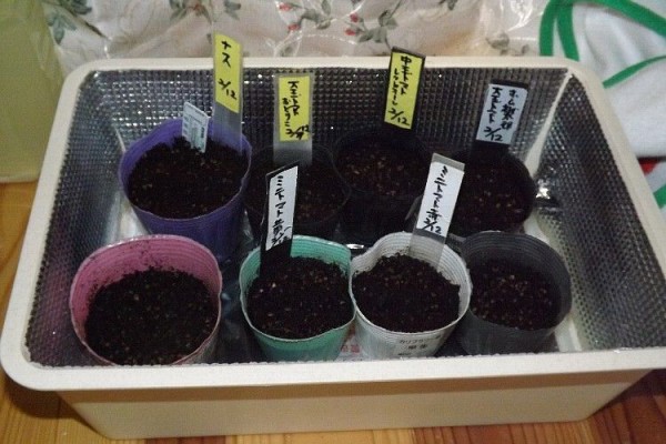 トマトの芽だしと播種 毎日が日曜 晴耕雨読な日々