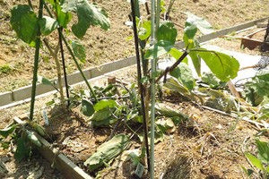 ナスの剪定と水耕栽培のトマト 毎日が日曜 晴耕雨読な日々
