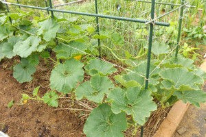 かぼちゃ空中栽培途中経過1 毎日が日曜 晴耕雨読な日々