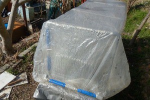 老化苗ブロッコリー カリフラワーは生長するか 毎日が日曜 晴耕雨読な日々