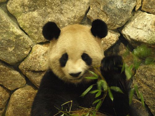 ちょっと心配なパンダの目の病気 世界のパンダニュース