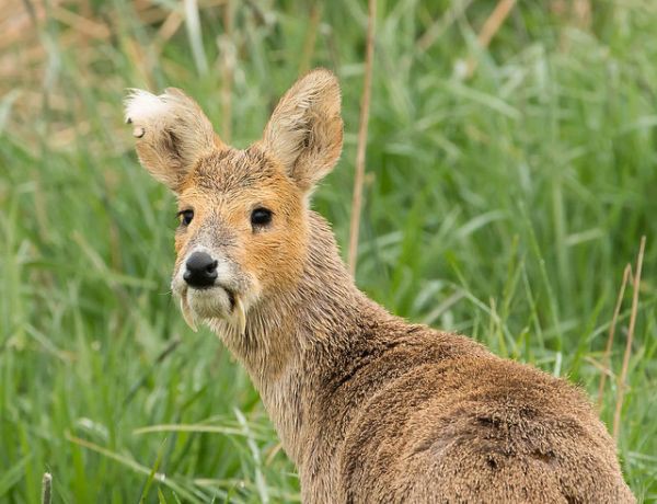 韓国だけ多い野生動物の話 ノラネコの韓国も一緒