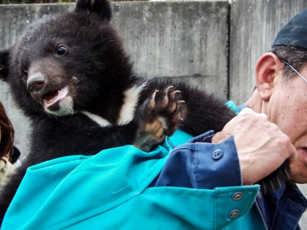 世界はキラキラ輝いている 仔グマふれあい 18春くまくま園 孤独と孤高の狭間 其処に羆