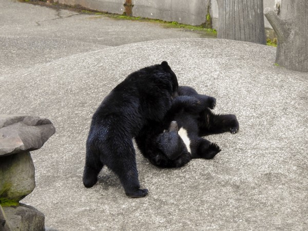 月の輪に混乱 ～くまくま園2024年春～ : 孤独と孤高の狭間 其処に羆