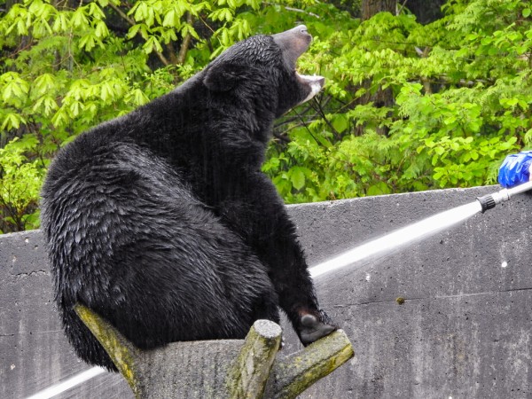 月の輪に混乱 ～くまくま園2024年春～ : 孤独と孤高の狭間 其処に羆