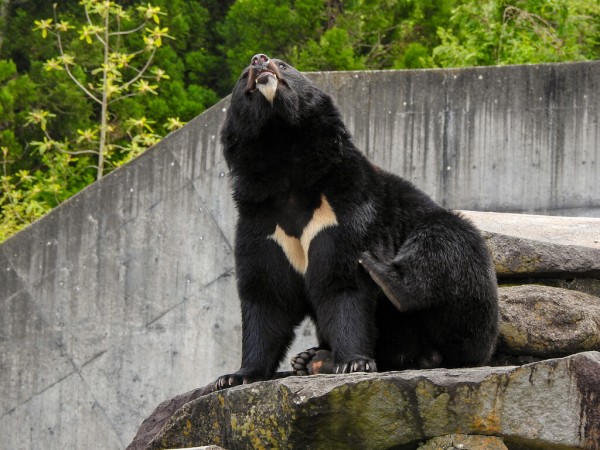 月の輪に混乱 ～くまくま園2024年春～ : 孤独と孤高の狭間 其処に羆