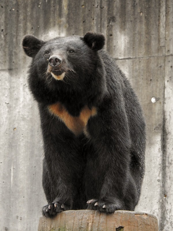 くま ツキノワたち ～2020夏 くまくま園～ : 孤独と孤高の狭間 其処に羆