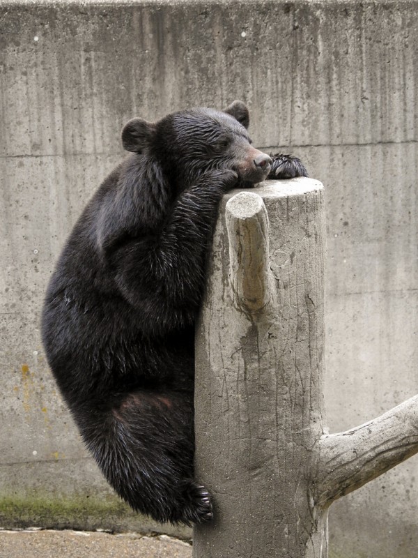 月の輪に混乱 ～くまくま園2024年春～ : 孤独と孤高の狭間 其処に羆