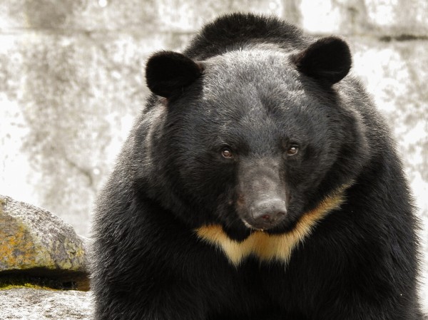 ツキノワ成獣たち ～2023年春 くまくま園～ : 孤独と孤高の狭間 其処に羆
