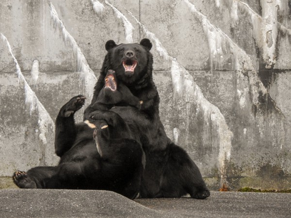 逢えた月の輪、逢えなかった月の輪 ～くまくま園 2020年秋～ : 孤独と