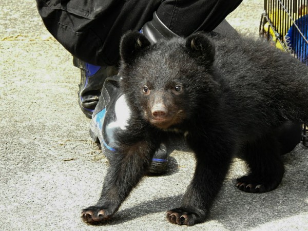 幸せ独り占め 月の輪赤ちゃん 19春 くまくま園 孤独と孤高の狭間 其処に羆