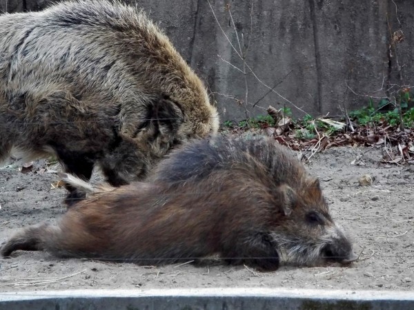 大きくて 優しい 義兄 ～八木山・ニホンイノシシ～ : 孤独と孤高の狭間