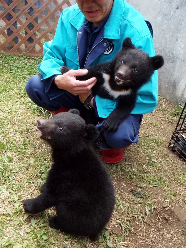 世界はキラキラ輝いている 仔グマふれあい 18春くまくま園 孤独と孤高の狭間 其処に羆