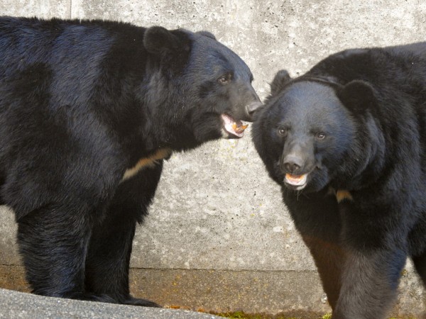 若熊たち オスのツキノワ ～2023年秋 くまくま園～ : 孤独と孤高の狭間