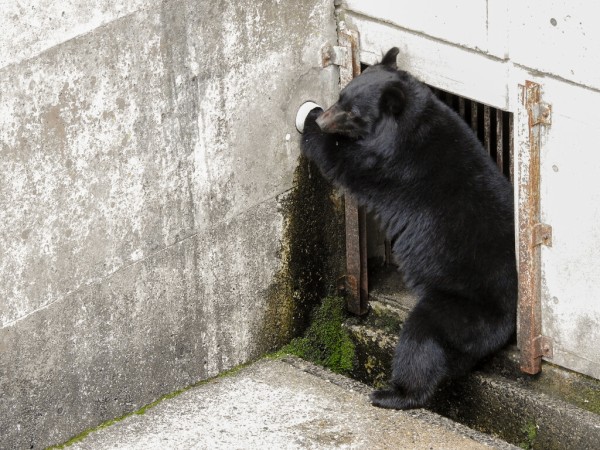 月の輪に混乱 ～くまくま園2024年春～ : 孤独と孤高の狭間 其処に羆