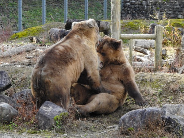 おねえちゃん！』「ごめん」 サチコとケイコ ～くまくま園・2024年 秋