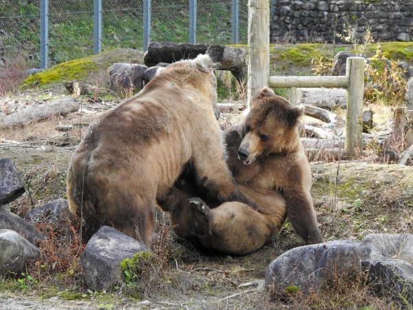 おねえちゃん！』「ごめん」 サチコとケイコ ～くまくま園・2024年 秋