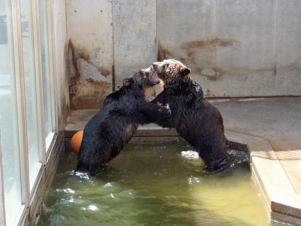 はじめまして。アイちゃん！ エリコちゃん！ : 孤独と孤高の狭間 其処に羆
