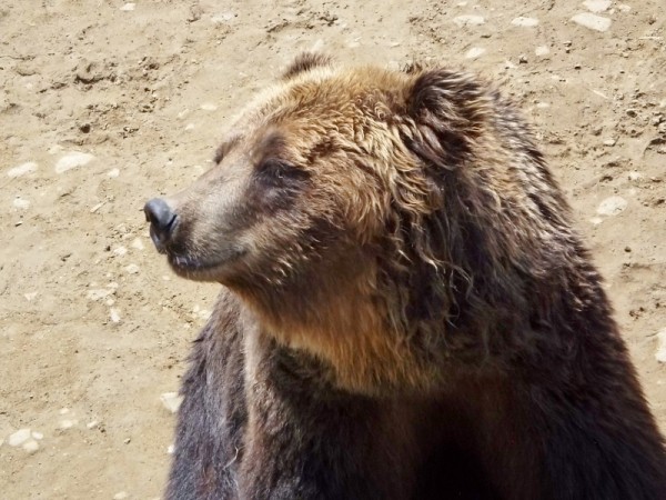 サザエとフネ 16 夏 阿仁くまくま 孤独と孤高の狭間 其処に羆