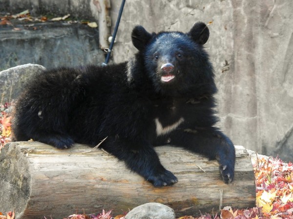ツキノワグマのキバ4個セット　熊のキバ アオバくんが0歳のうちに : 孤独と孤高の狭間 其処に羆