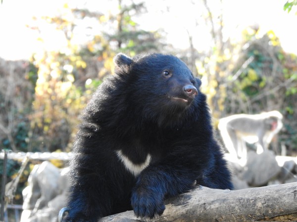 ツキノワグマのキバ4個セット　熊のキバ アオバくんが0歳のうちに : 孤独と孤高の狭間 其処に羆